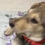 Profile picture of Zahaaro Khan