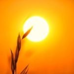 Profile picture of ManjuS