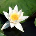 Profile picture of Anshi Srivastav