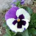 Profile picture of majikbydesign@gmail.com