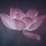 Profile picture of Chandraprabha-Sandhu